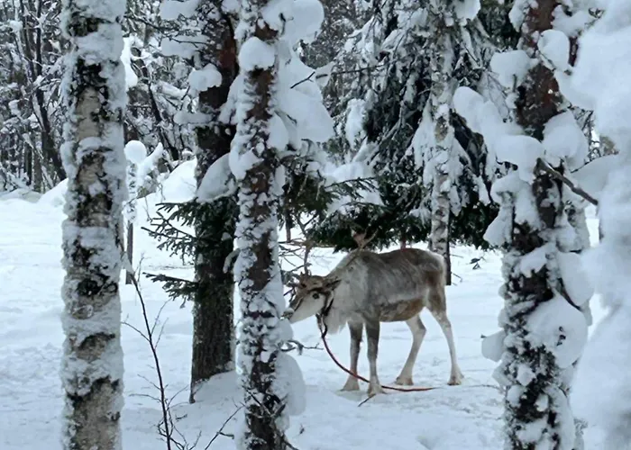 Skyview Igloo * Levi